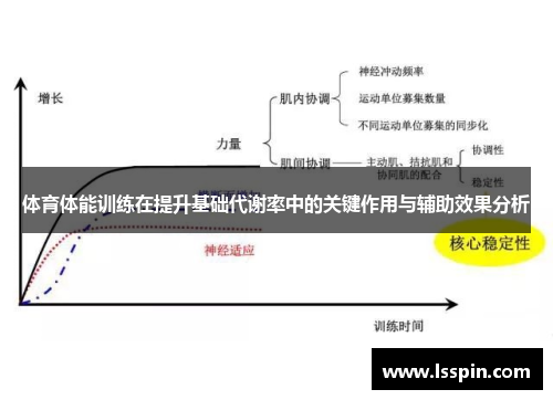 体育体能训练在提升基础代谢率中的关键作用与辅助效果分析